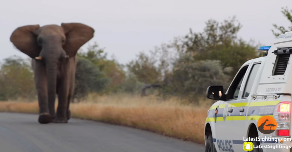 An elephant charged some cars at a national park | Rare