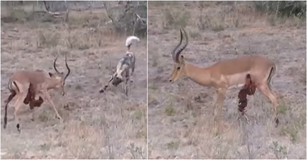 A valiant impala attempts to fight off a hungry wild dog — with its guts hanging out