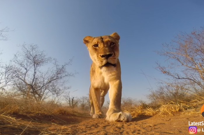Get up close and personal with a majestic lioness thanks to this intimate GoPro footage