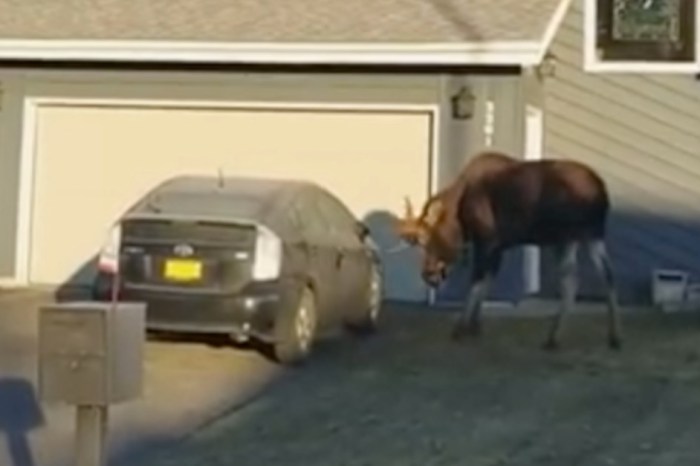 Huge Angry Moose Beats Up Prius