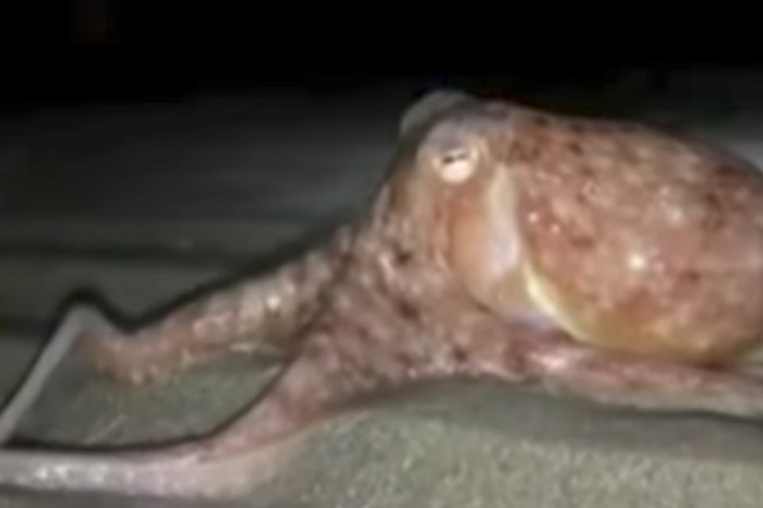 Odd octopus behavior has the creatures fleeing the sea in “End of Days” scenario