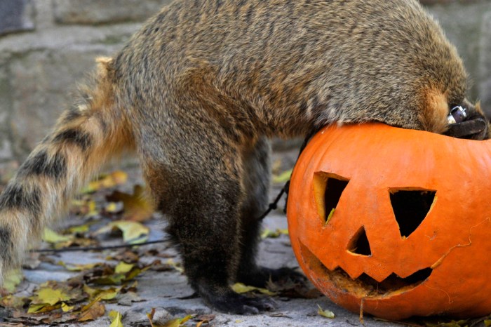10 things you can do with your Halloween pumpkins besides carve them