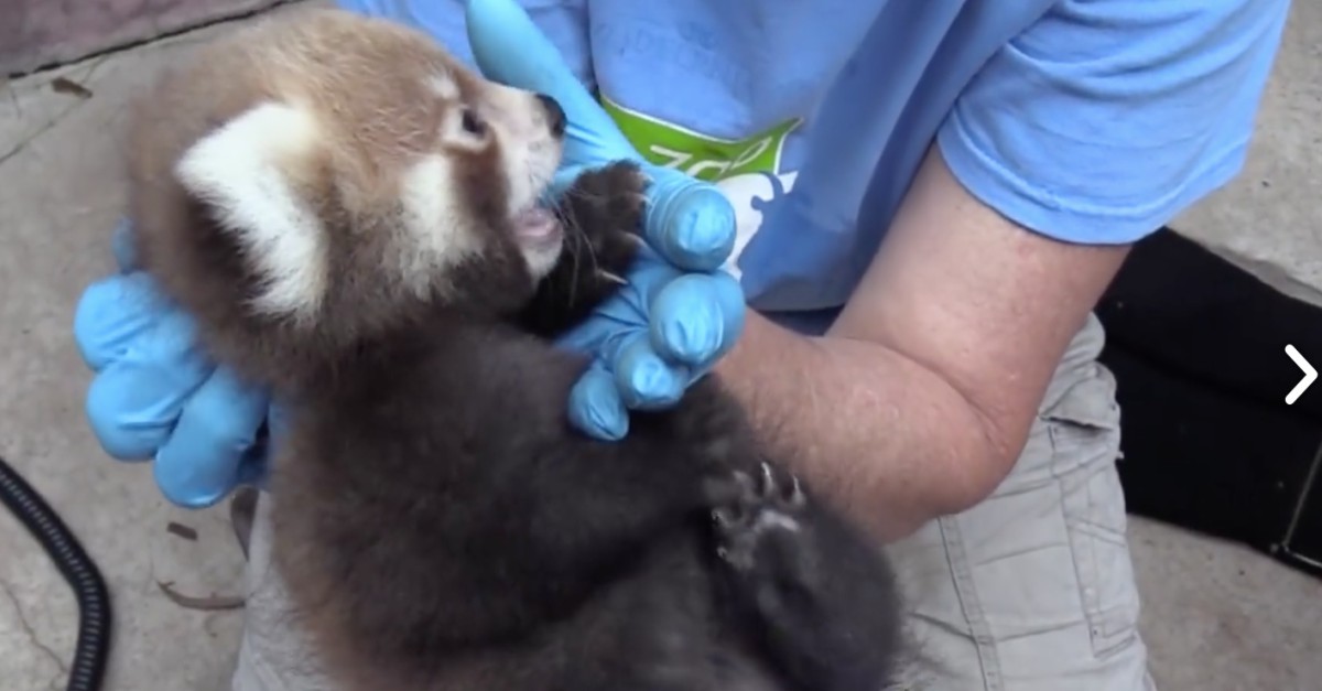 Twin red pandas make their debut at Philadelphia zoo Rare