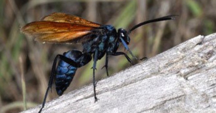 Wildlife experts agree, if you live in Texas, you’ll want to watch out for these super wasps
