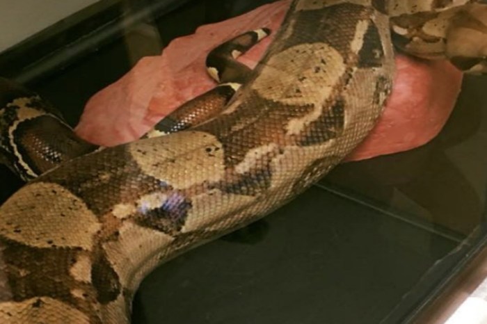 A hotel housekeeper got the fright of her life with this cold-blooded discovery