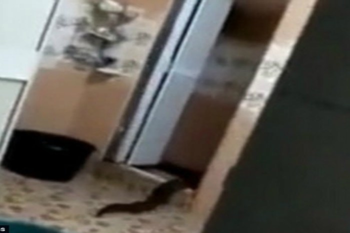 Watch this huge swamp creature come out of a family’s bathroom commode