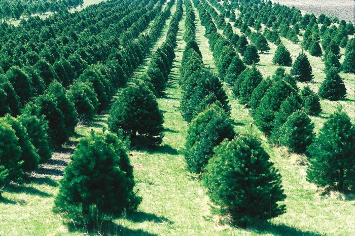 10 tips on buying the perfect Christmas tree