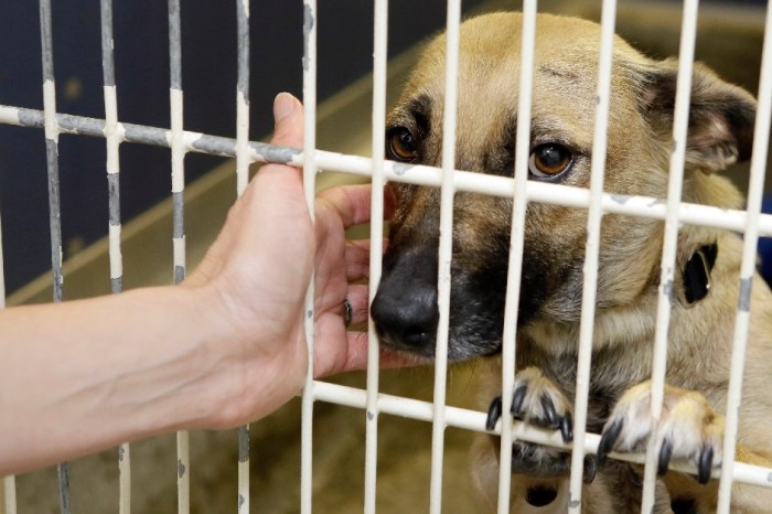 Dog respiratory disease causes animal shelter to close temporarily