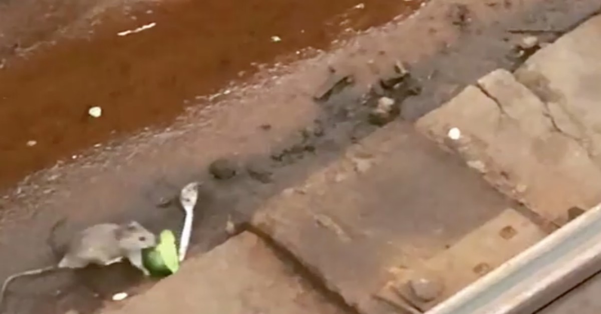 Riding the wave of the hipster toast, Avocado Rat has its day in the