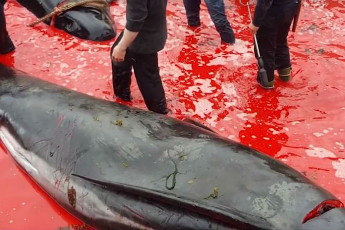 These gruesome images of a mass whale slaughter are vile and disturbing