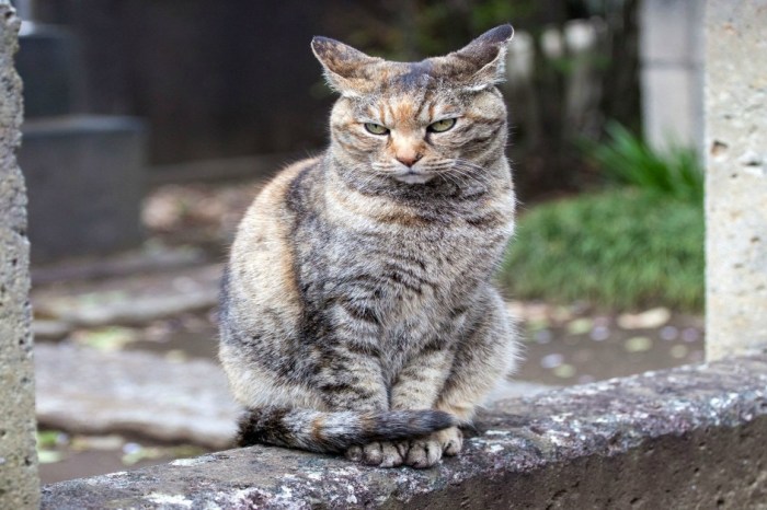 A Japanese cat shocks the nation by standing accused of attempted murder