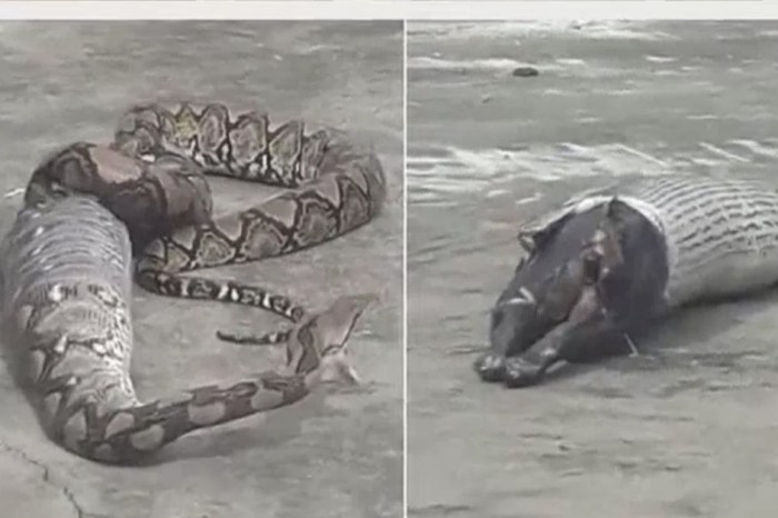 This huge snake just had one huge meal, and the footage is extremely gross