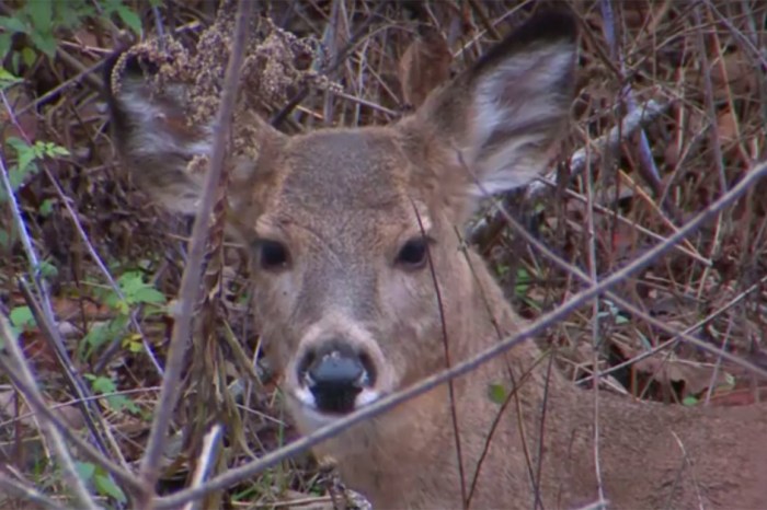 This deer disease is sparking debate and could forever change how we hunt