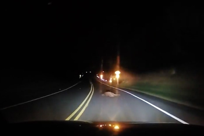 Watch what happened when a car full of people ran over a dead deer lying in the middle of the road