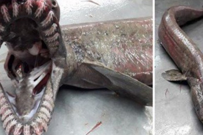 A rare shark with a snake’s head surfaced near Portugal