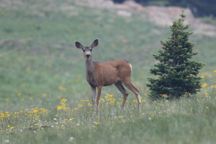 Another hunting accident has happened in New York — how he thought this was a deer, we’ll never know