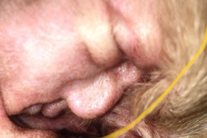 A Cyst Found Inside a Dog’s Ear Bears an Uncanny Resemblance to Donald Trump