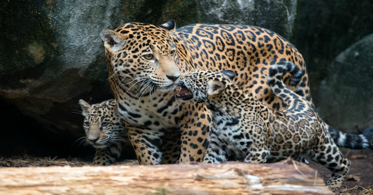 The Houston Zoo debuts its newest residents with twin jaguar cubs | Rare