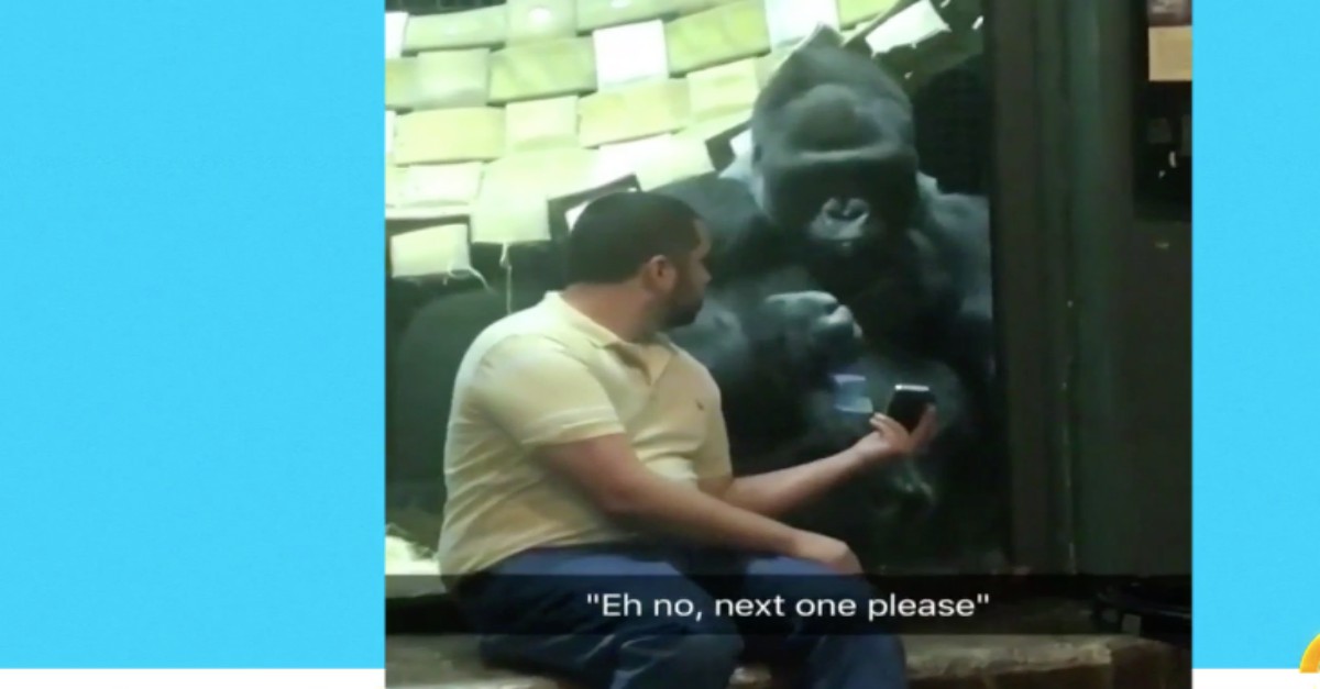 Gorilla seen looking at photos of female gorillas on phone | Rare