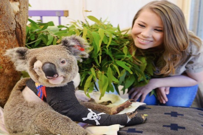 After a vehicle accident, this koala has become the first koala pirate
