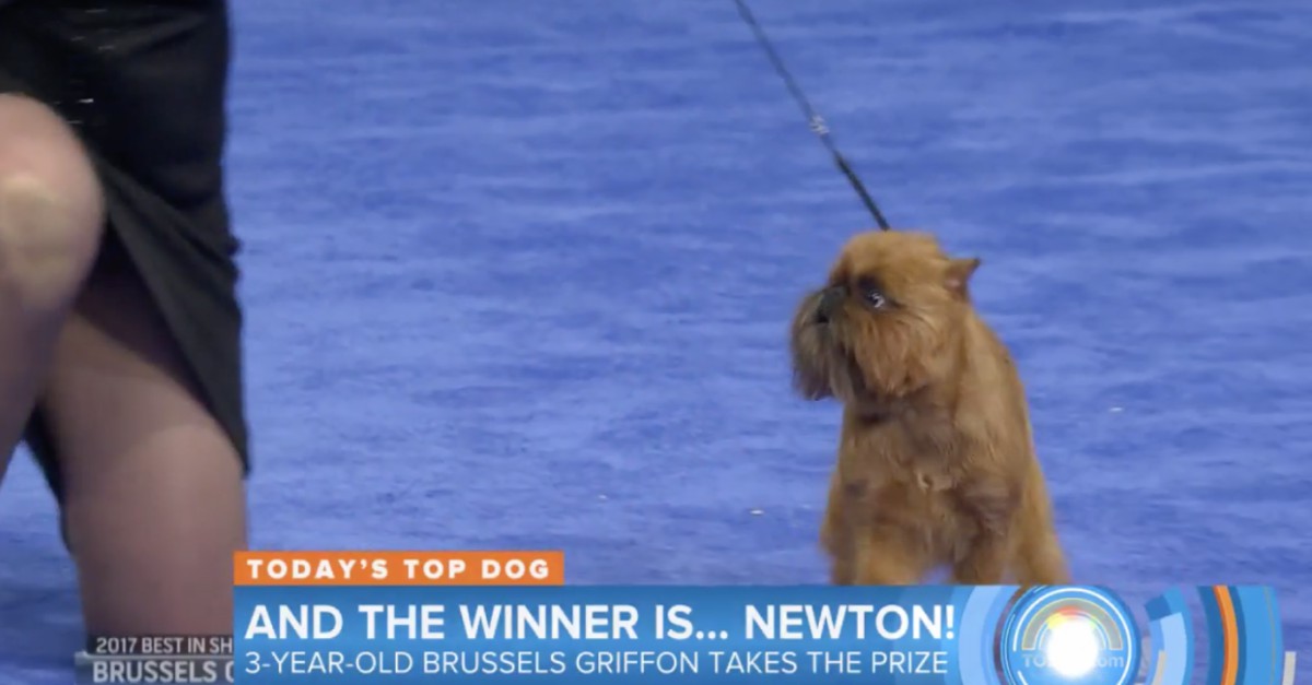 newton brussels griffon