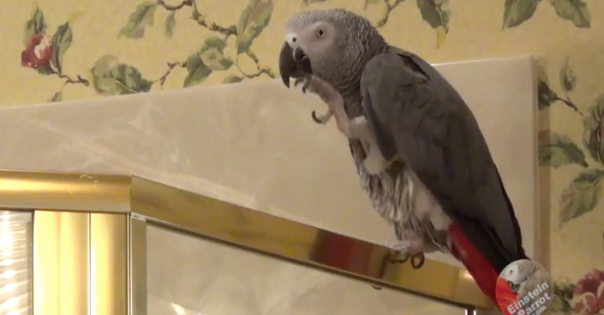 This hungry parrot is like how most of us will be on Thanksgiving Rare
