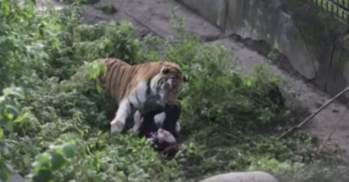 Zookeeper attacked by tiger at Russian zoo | Rare