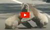 Drivers Find 2 Koalas Fighting It Out in the Middle of the Road