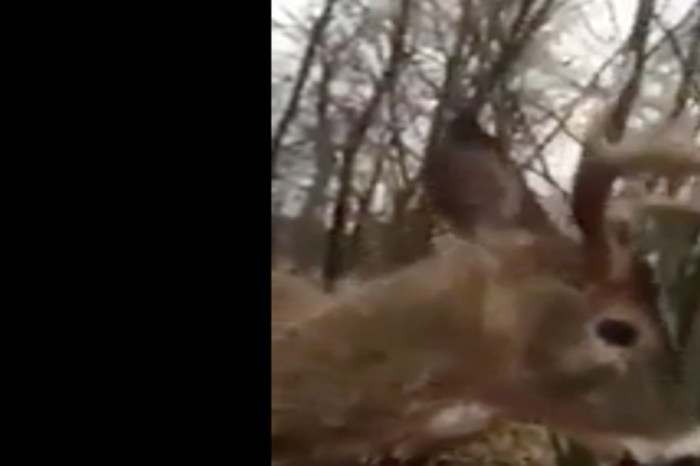A Wisconsin hunter got into a surprising tussle with a bizarrely friendly deer