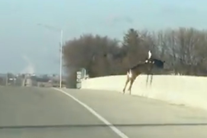 Deer that were scared out of their minds on an Iowa bridge made the saddest decision