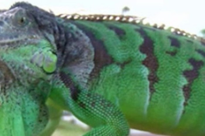 This Florida woman was shocked when her beloved pet iguana attacked her