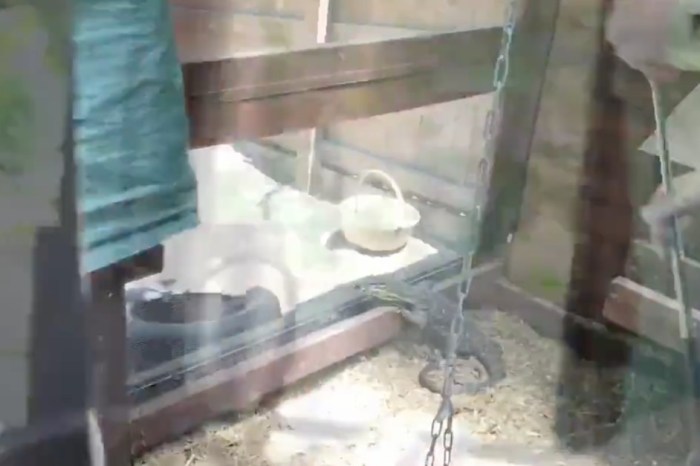 Watch what happens when this lizard tries to steal eggs from a chicken coop