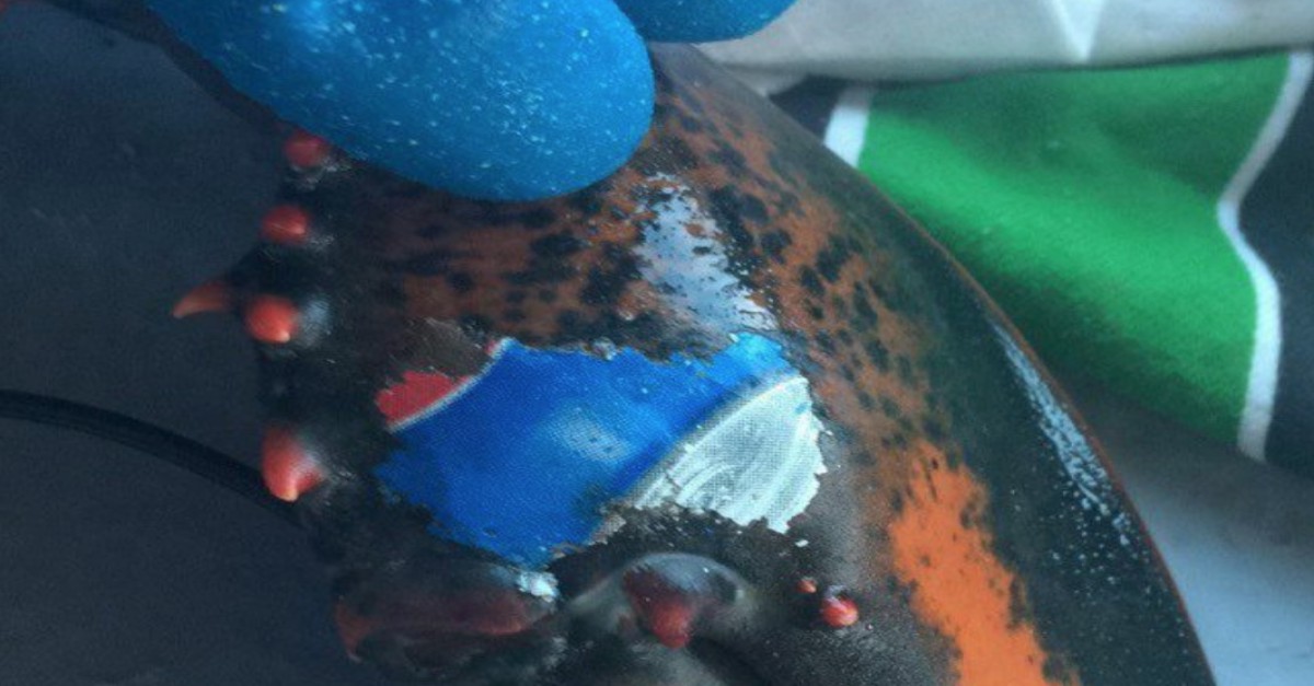 A Fisherman Found A Lobster With Surprising Image Imprinted On Its Claw