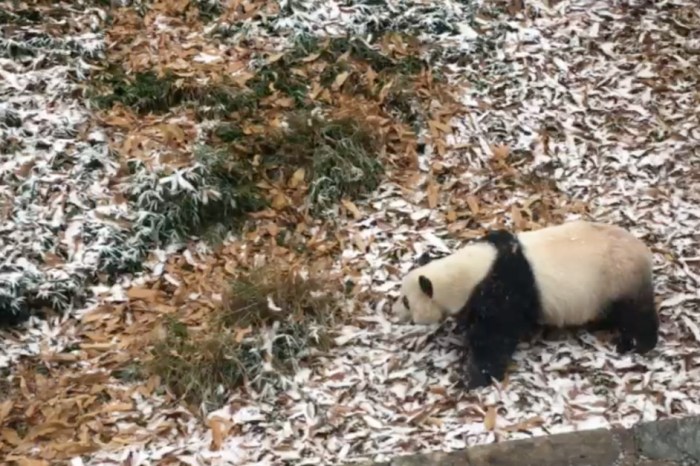 This baby panda frolicking in the snow proves that bears just love cold weather