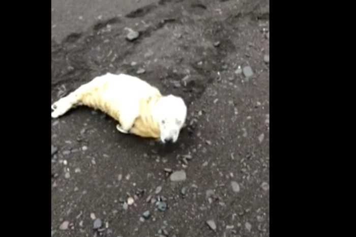 A baby seal washed on shore, and this woman was there to help