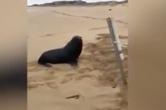 This seal must be really hungry because it left the water to chase a fish