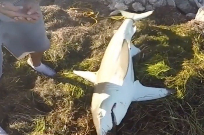 Watching this man try to get a hook out of a shark’s mouth is terrifying