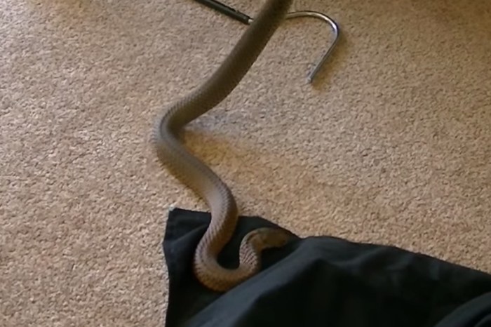 An Australian family celebrates Christmas with a slithery and unexpected visitor