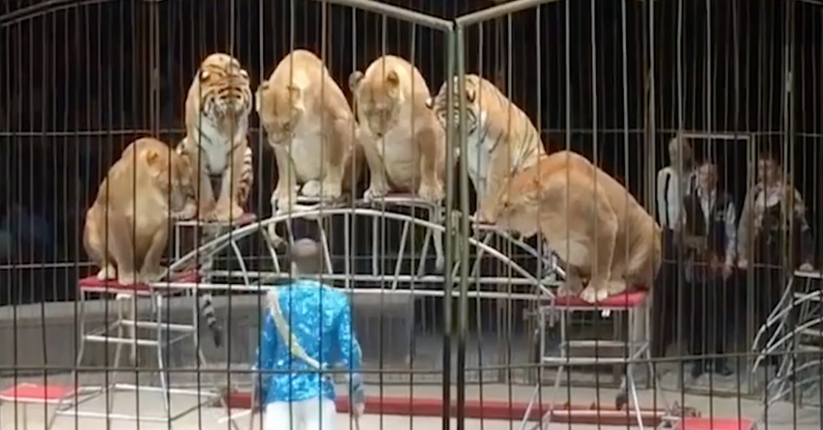 Is this Russian circus “making clowns out of animals,” or is something ...