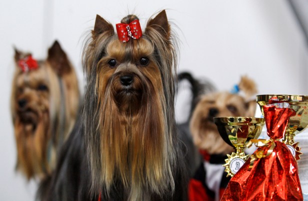 12 happy and hairy facts on the Yorkie