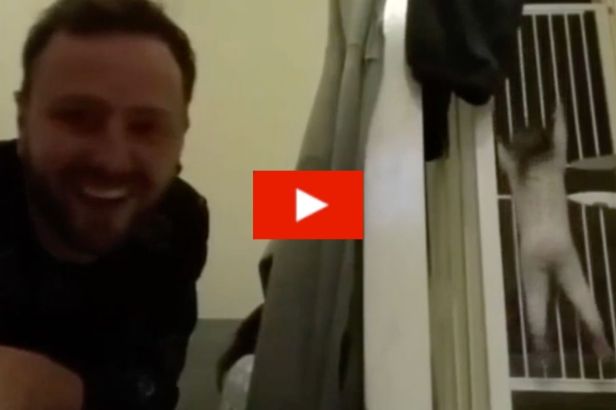 Toddler Hilarious Outwits Parents by Scaling 2 Baby Gates in Escape