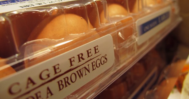 Why are some eggs white and some eggs brown?