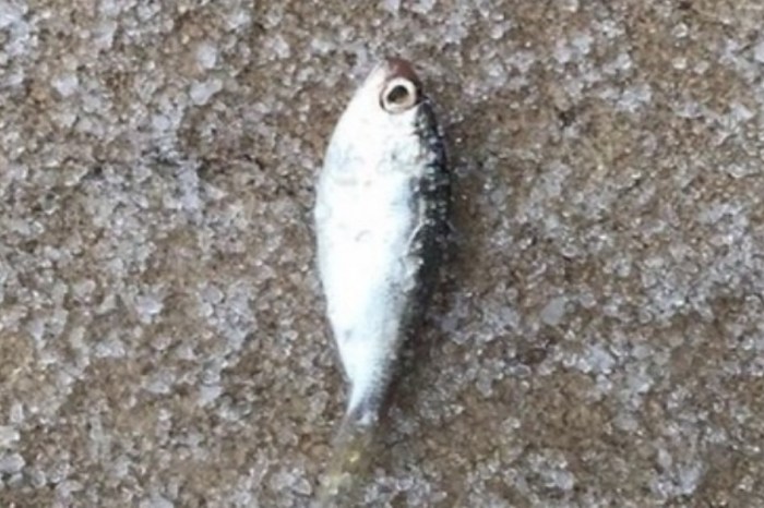 Fish reportedly fell from the sky in a Houston-area neighborhood earlier this week, and it’s not the first time