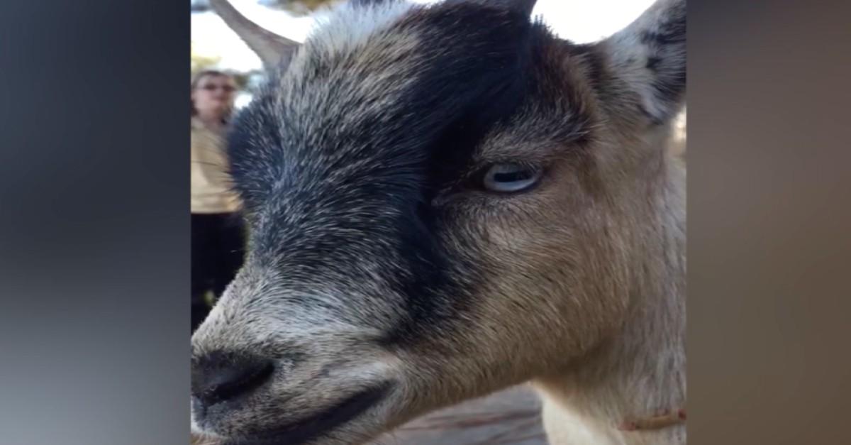 goat sounds like it has a stuffed nose