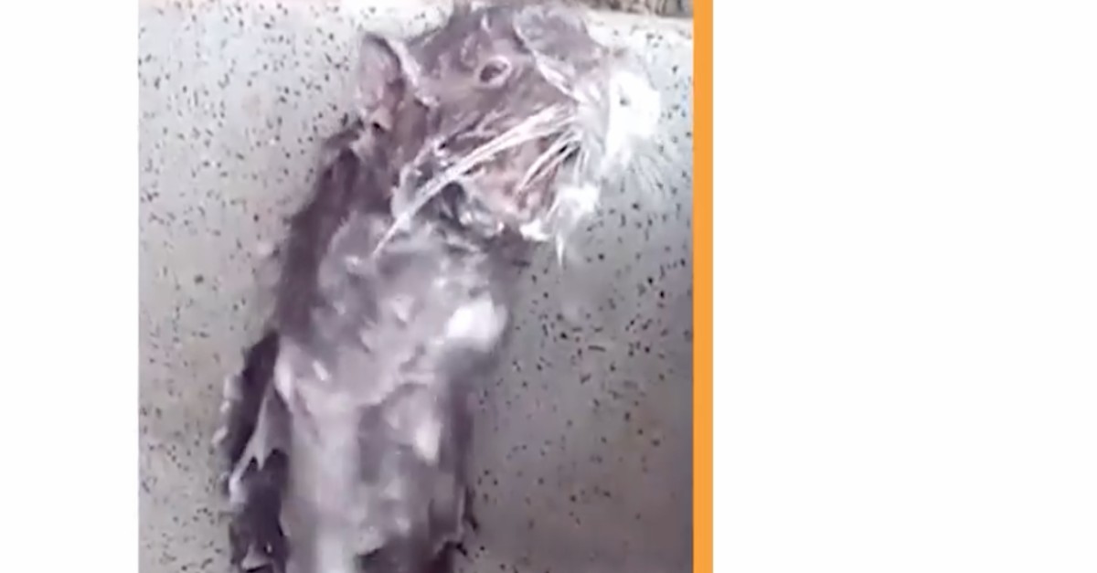 Video catches a Peruvian rat taking a shower in a sink Rare
