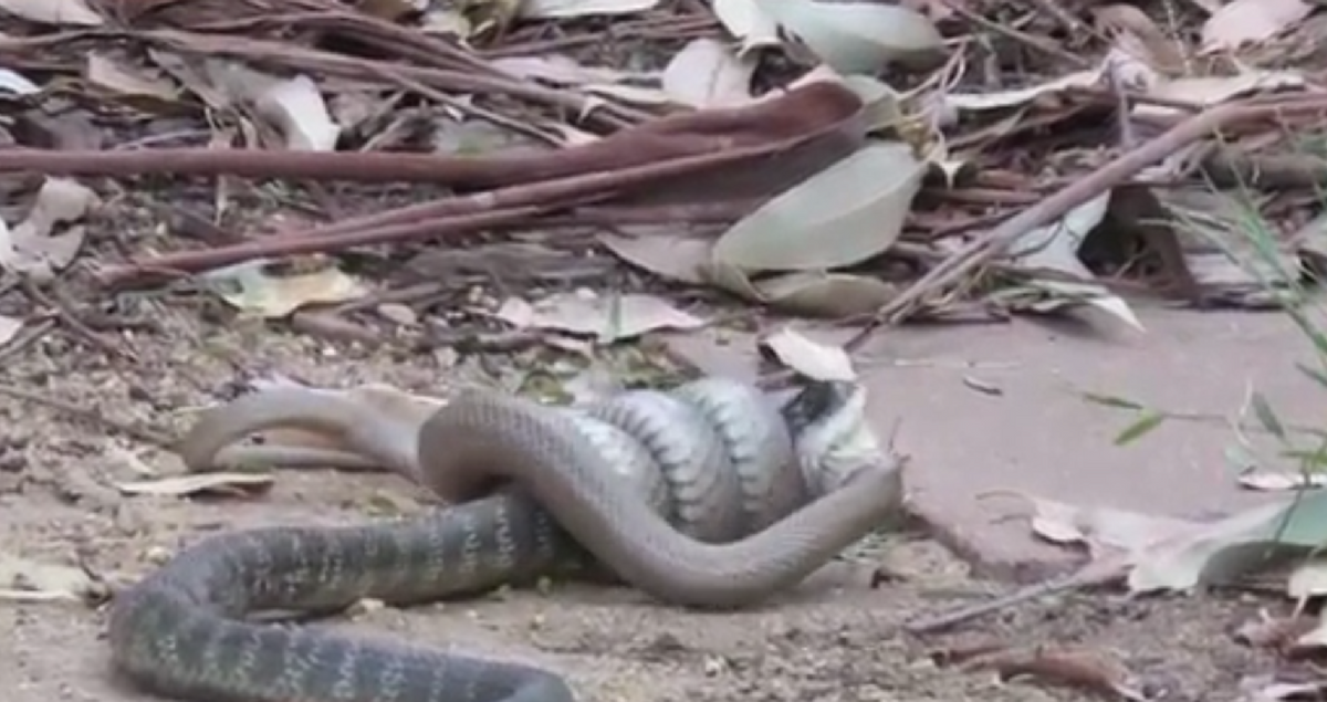 Дом 2 змея. В Азербайджане нашли змею с двумя ногами.