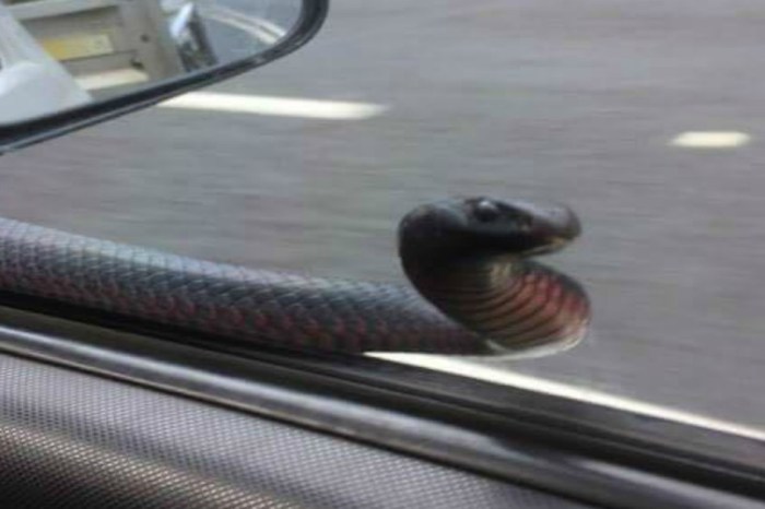 A massive snake slithered out of this car’s hood — while it was in motion