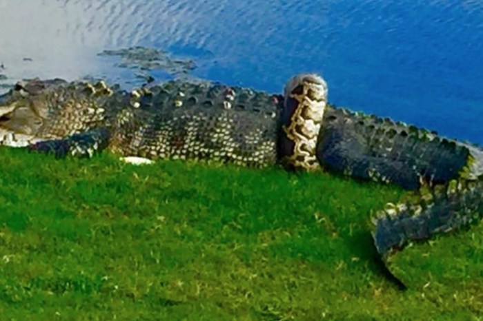 An alligator and a python were locked in combat in the middle of a Florida golf course