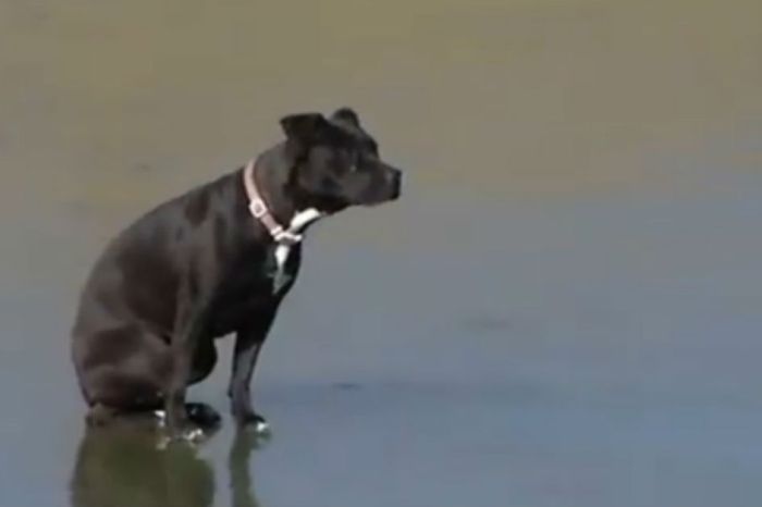 Firefighters save a dog stranded on a frozen creek — and our faith in humanity is restored