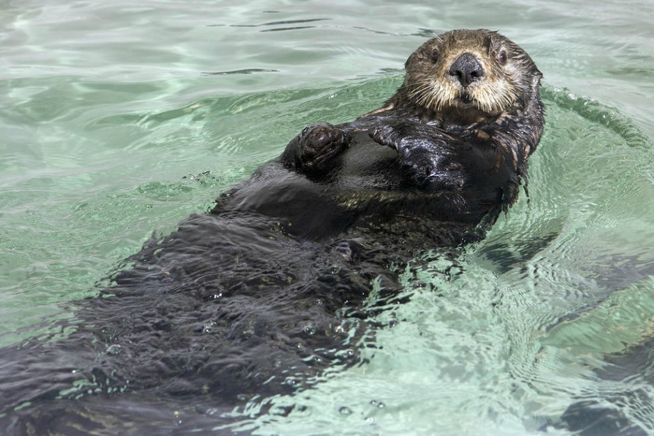 Shedd Aquarium Shares Photos Of The Late 15-Year-Old Sea Otter Mari - Otter